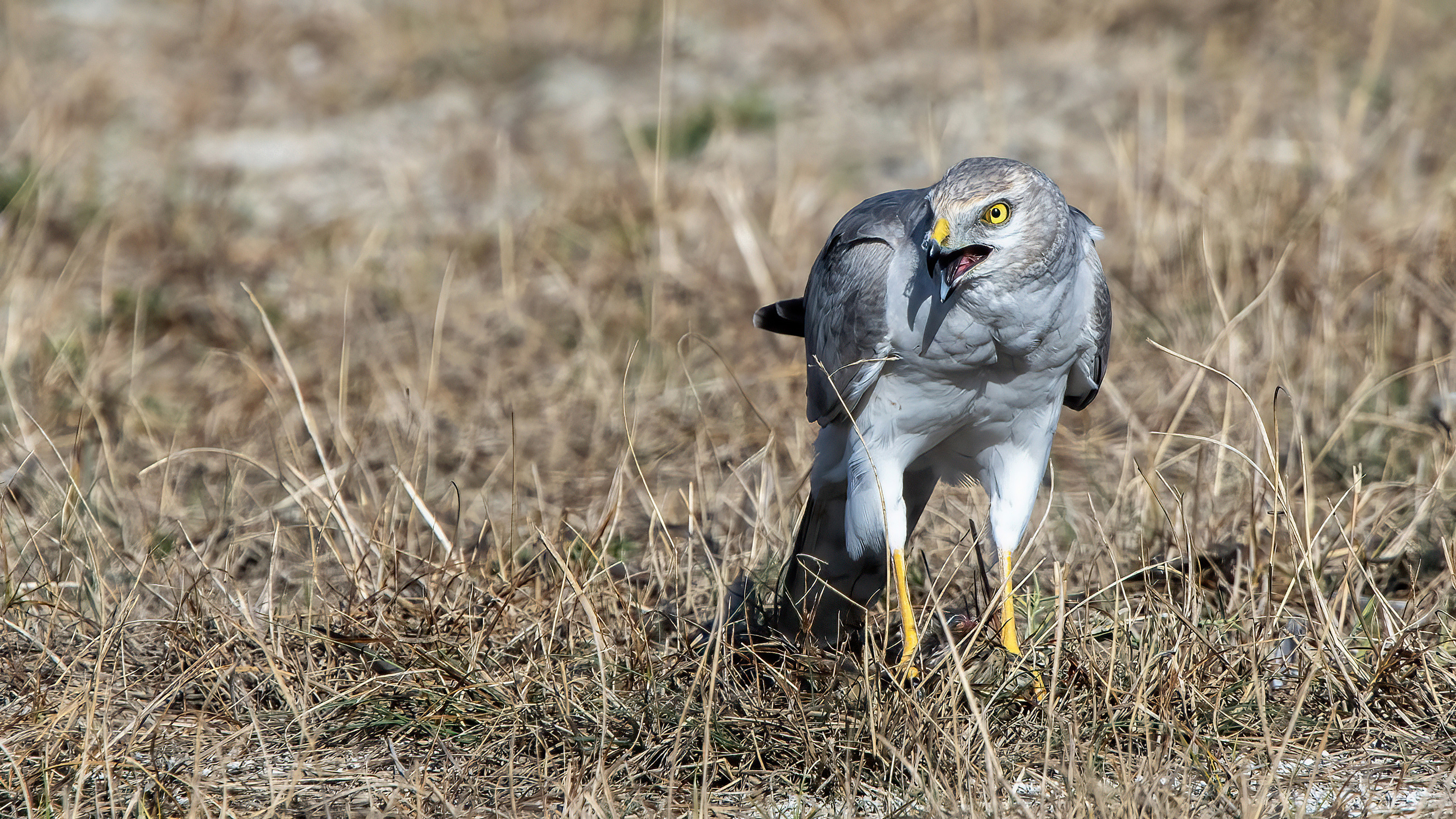 Pallid Harrier